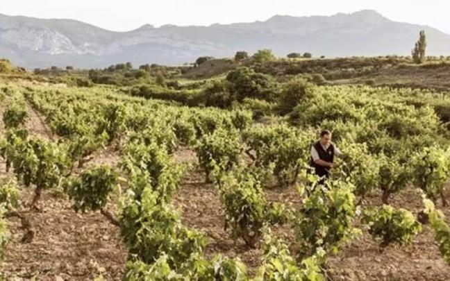 Una persona vendimiando