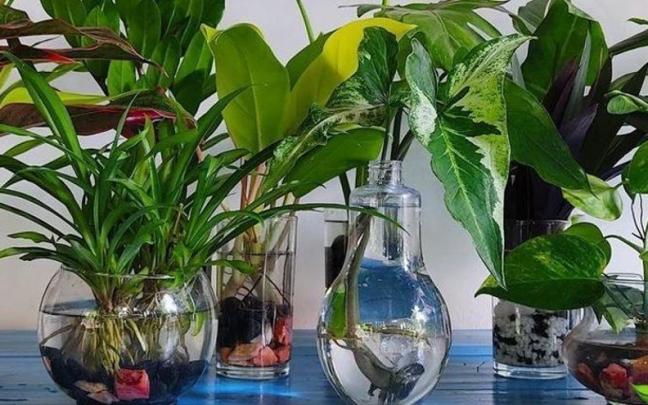 Los jardines acuáticos tienen un diseño único y pueden ser de cualquier tamaño.