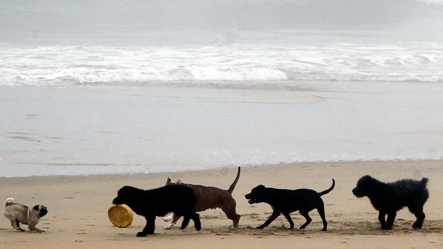 Varios perros corriendo en un playa