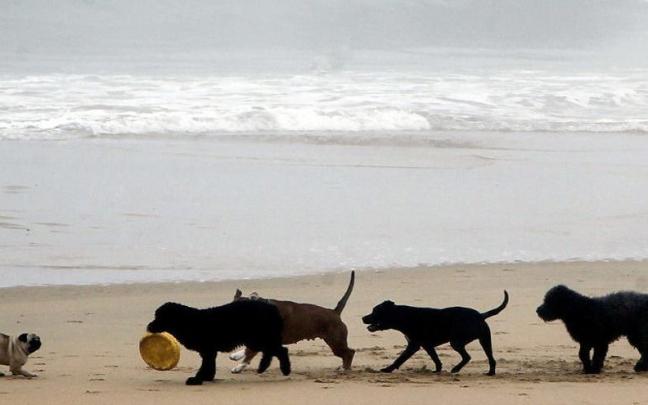 Varios perros corriendo en un playa Varios perros corriendo en un playa