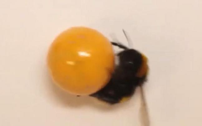 Imagen de abejorro jugando con una pelota