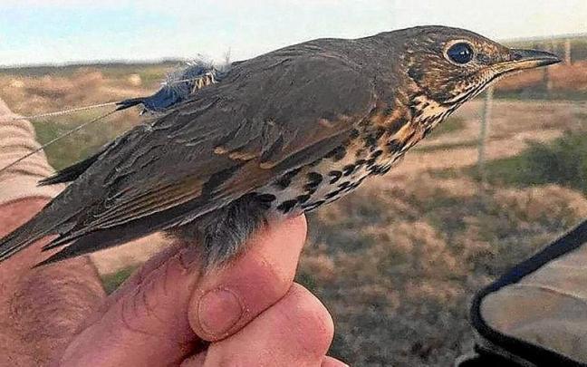 Zorzal, anillado. | FOTO: CEDIDA