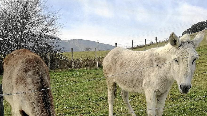 Dos burros pastan en el monte.