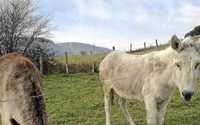 Dos burros pastan en el monte.