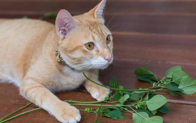 Un gato se ha apoderado de unas ramas de la hierba gatuna.