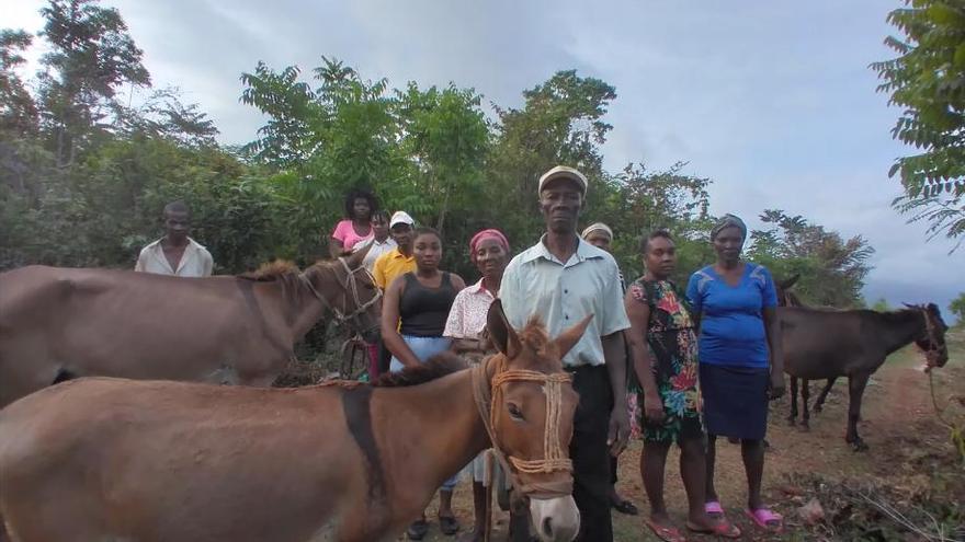 Población de Jacmel (Haití) con las mulas del proyecto Acción Verapaz.