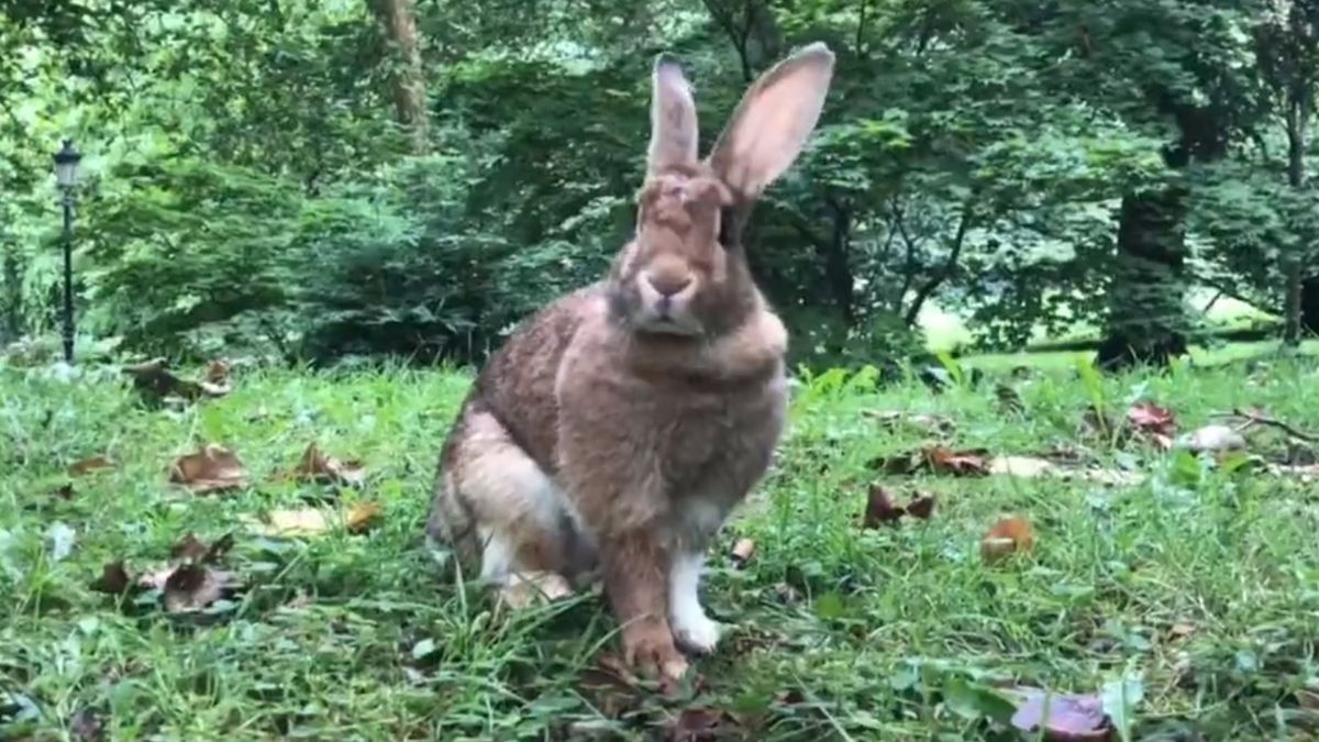 Conejo abandonado en el parque donostiarra de Cristina Enea