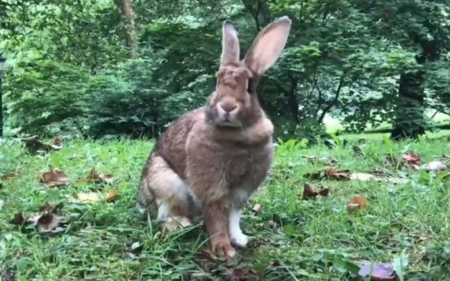 Conejo abandonado en el parque donostiarra de Cristina Enea