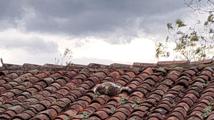 Gatos muertos sobre el tejado de la ermita.