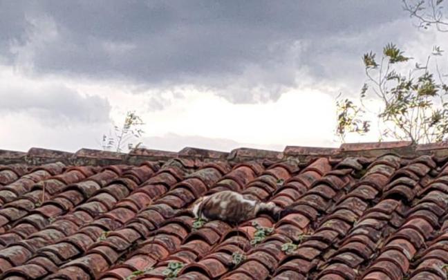 Gatos muertos sobre el tejado de la ermita.