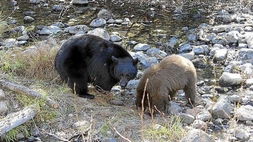 Dos osos alimentándose de salmones en el río Taylor Creek. Foto: X. Irujo