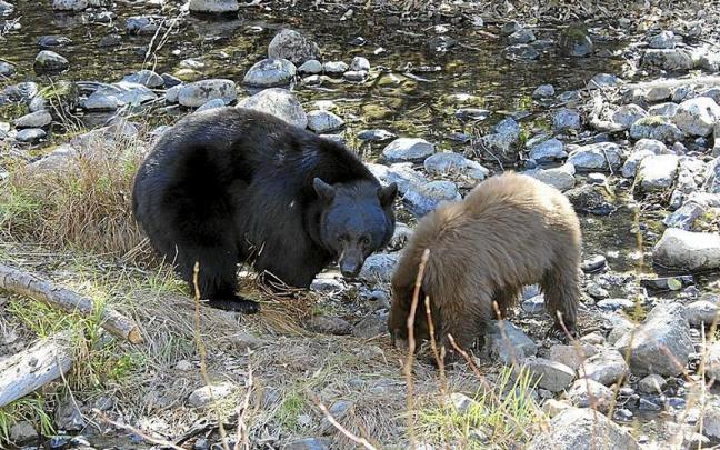 Dos osos alimentándose de salmones en el río Taylor Creek. Foto: X. Irujo
