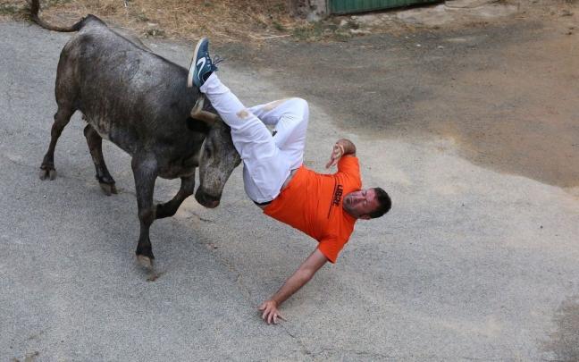 Una de las vacas cornea a un corredor en el encierro del Pilón de hoy martes. Una de las vacas cornea a un corredor en el encierro del Pilón de hoy martes.