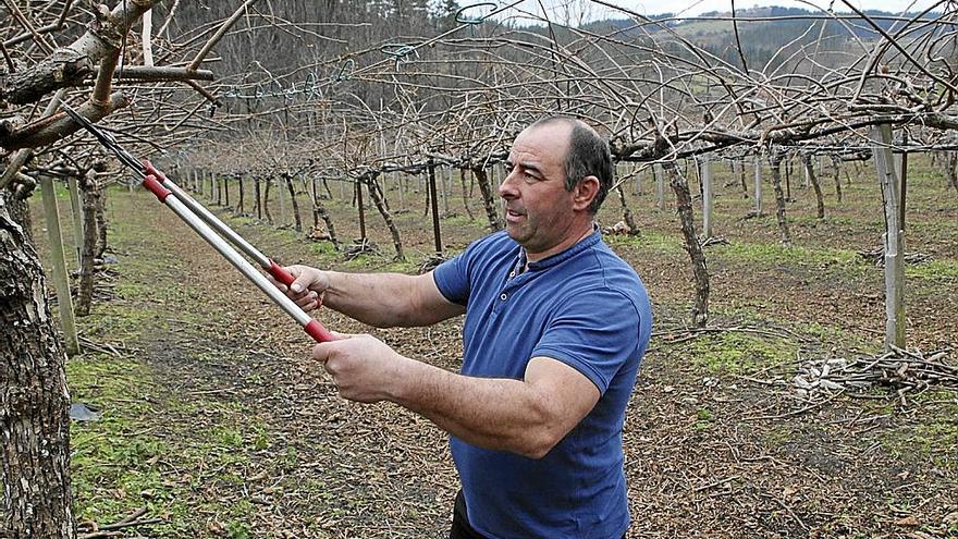 Asier Madariaga ekoizleak Arratzun ditu bere kiwi arbola gehienak. Foto: Imanol Fradua