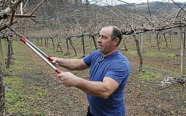 Asier Madariaga ekoizleak Arratzun ditu bere kiwi arbola gehienak. Foto: Imanol Fradua