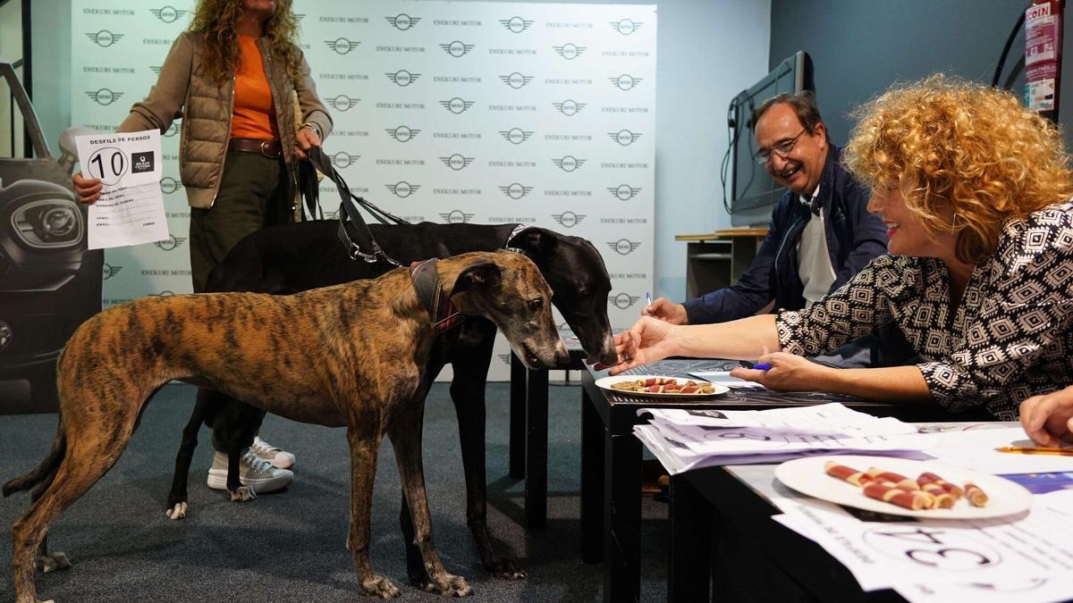 Así ha sido el casting para elegir al perro más simpático de Bilbao