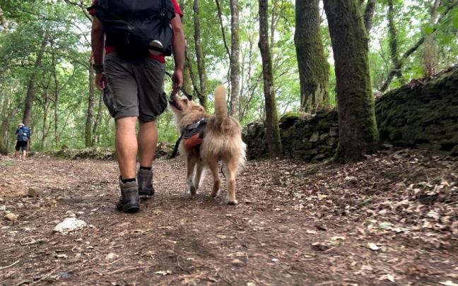 Imagen de archivo de un peregrino haciendo el Camino con su perro. Imagen de archivo de un peregrino haciendo el Camino con su perro.