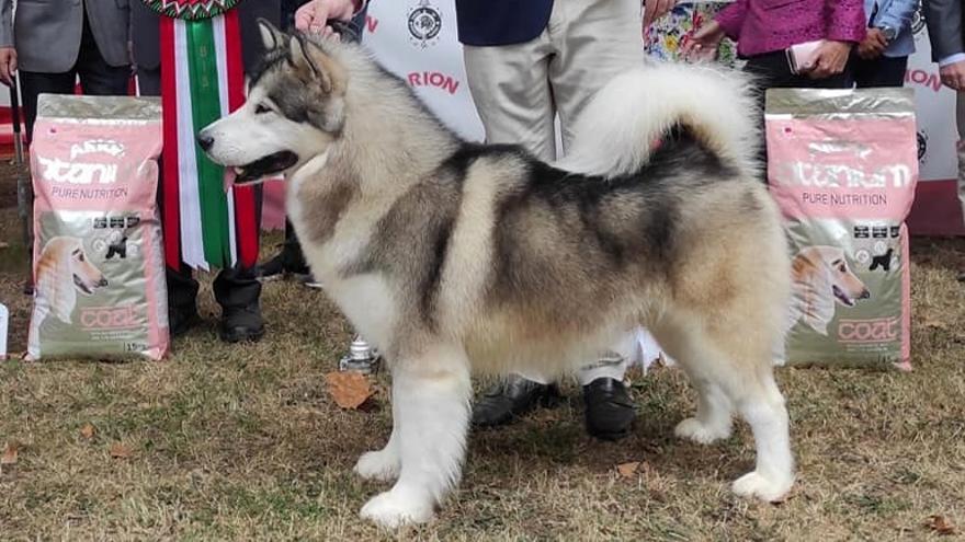 Uno de los perros del concurso canino de Muskiz.