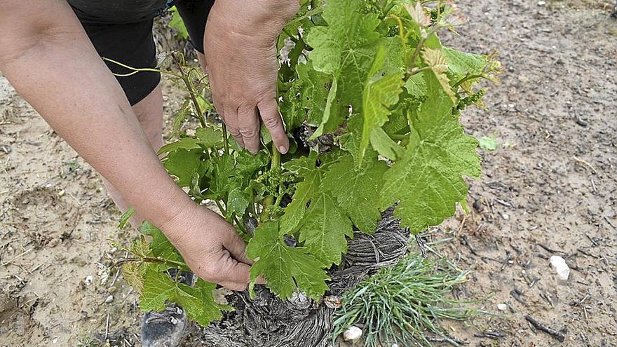 Cosecha en verde en un viñedo de Rioja Alavesa.