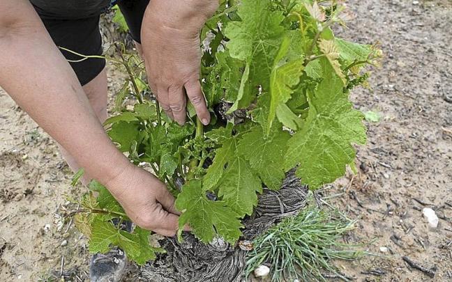 Cosecha en verde en un viñedo de Rioja Alavesa.