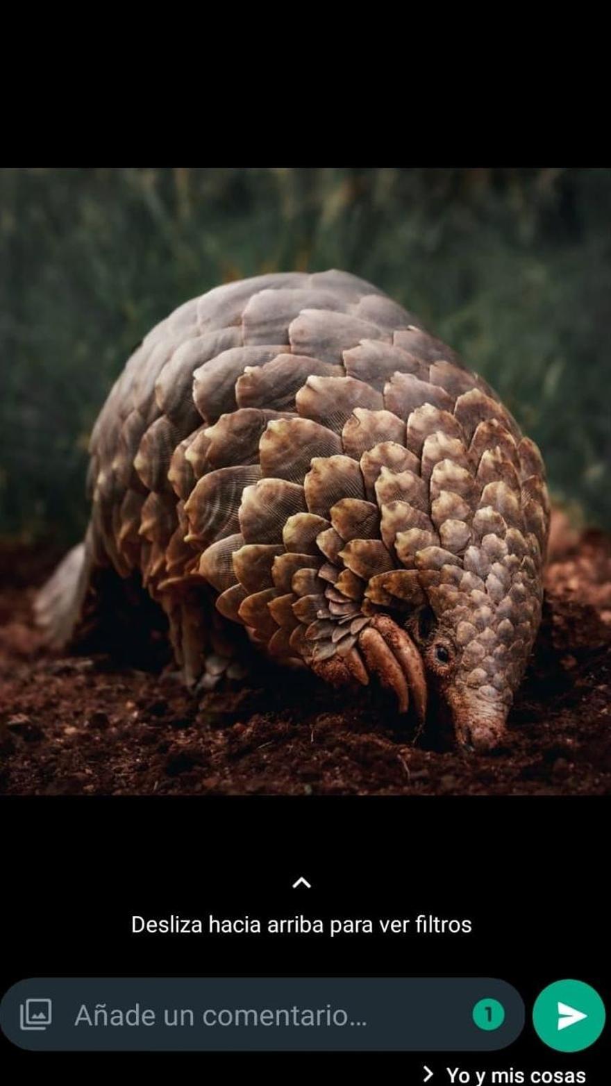 El circulito verde con un 1 dentro indica que el receptor solo podrá ver una vez esa imagen del pangolín.