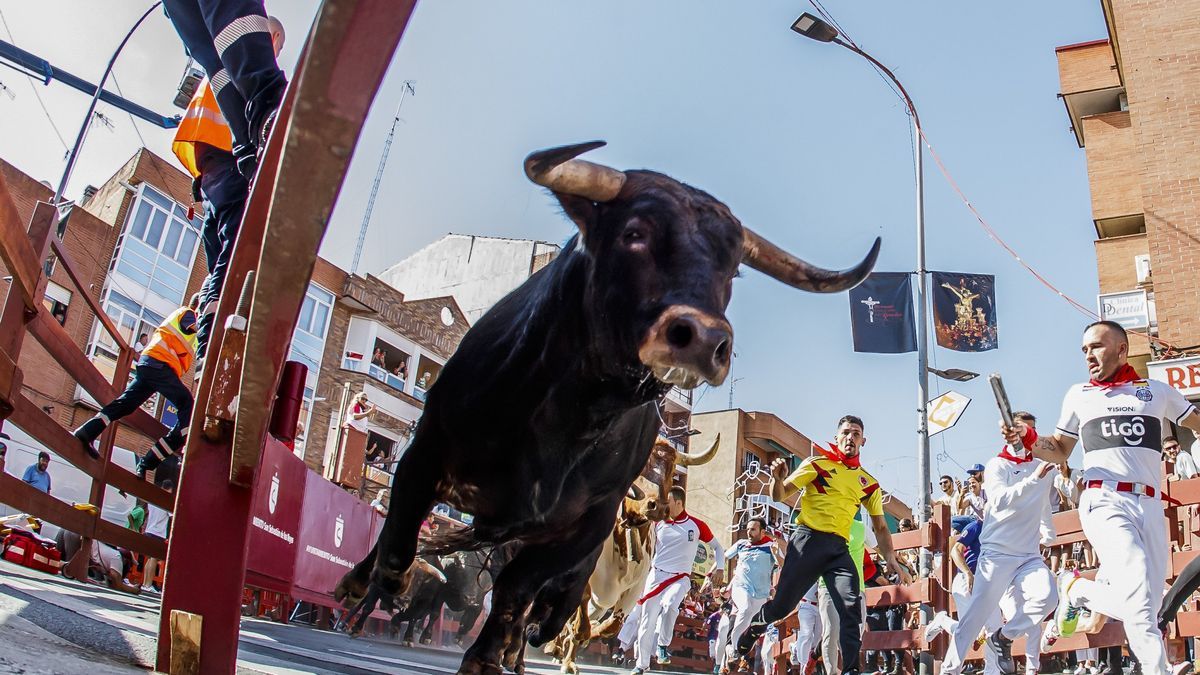 Uno de los astados del encierro de este domingo.