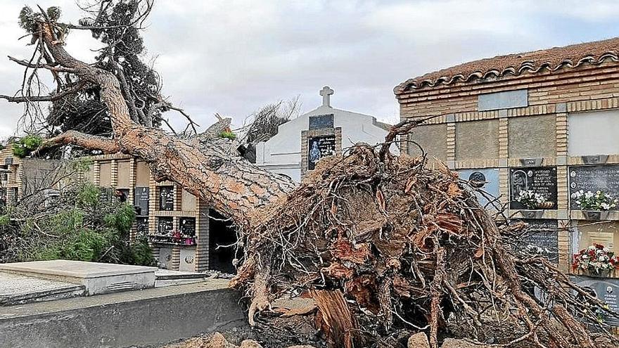 Cae un pino en el cementerio de Corella