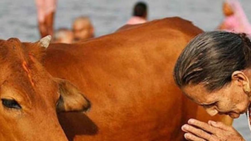 Una mujer india adora a una vaca, animal sagrado