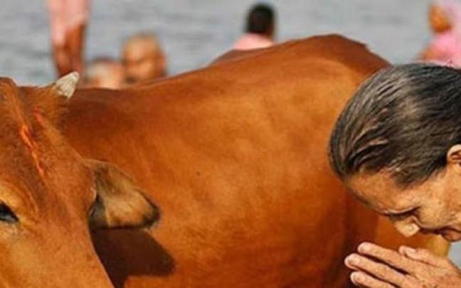 Una mujer india adora a una vaca, animal sagrado Una mujer india adora a una vaca, animal sagrado