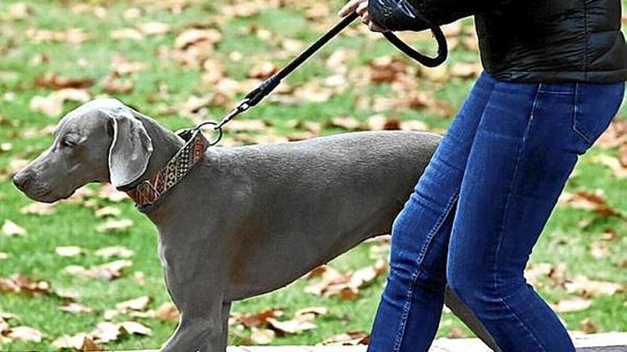 Perder una mascota puede ser un trauma para la familia.