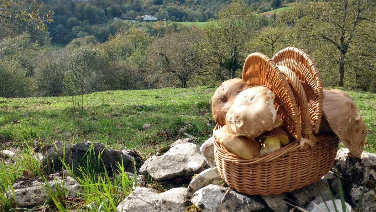 La micología, eje de la I Semana Gastronómica de Elgoibar