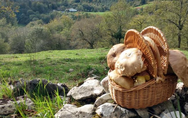 La micología, eje de la I Semana Gastronómica de Elgoibar