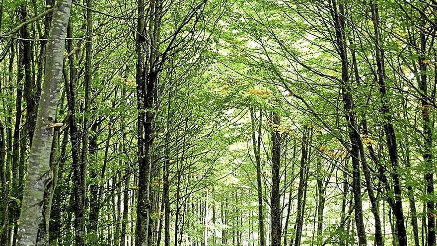 Vista de un bosque de hayas.