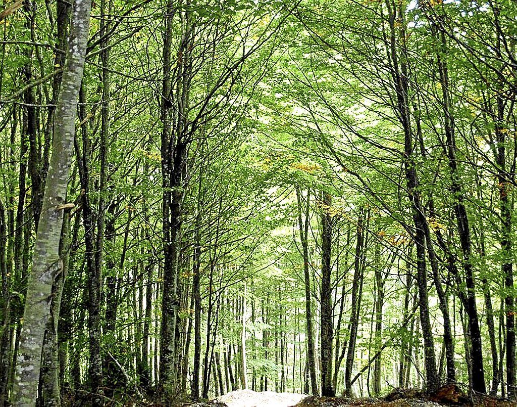 Vista de un bosque de hayas.
