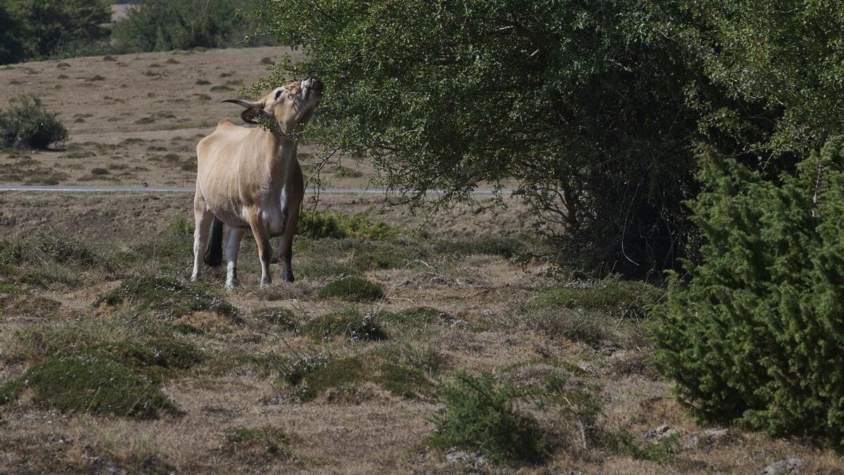 Pastos secos por la sequía en Urbasa