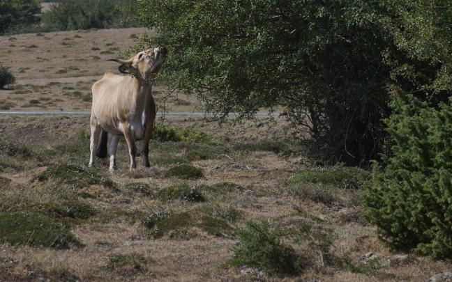 Pastos secos por la sequía en Urbasa Pastos secos por la sequía en Urbasa