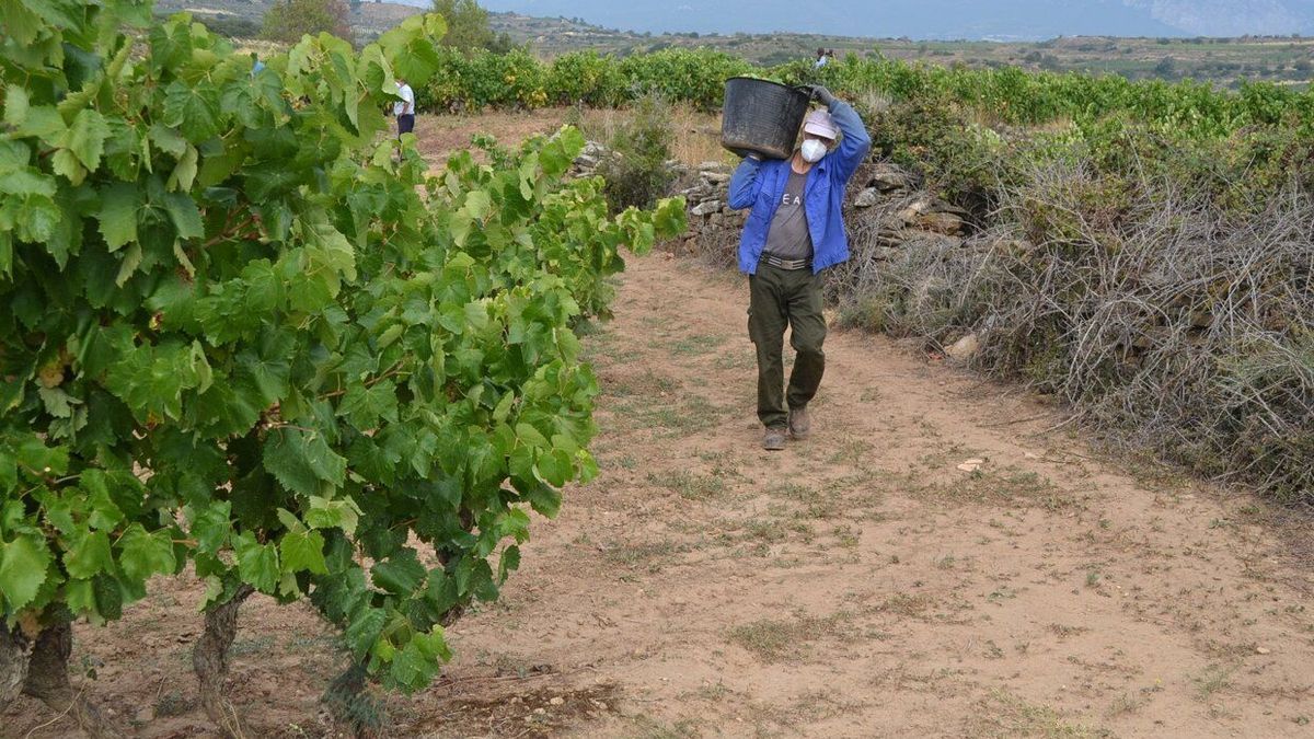 Un trabajador vendimia en un viñedo de Rioja Alavesa.