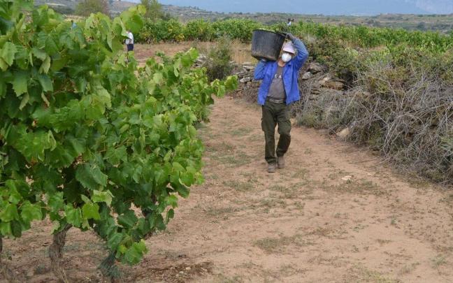 Un trabajador vendimia en un viñedo de Rioja Alavesa.