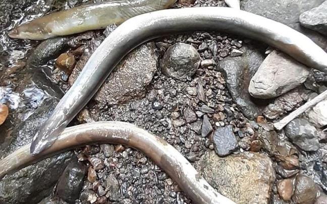 El pasado mes de mayo aparecieron peces muertos en la regata de Arkaitzerreka.