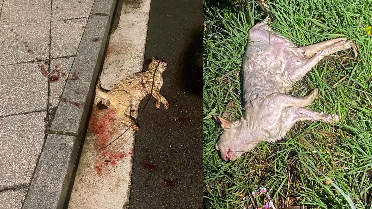 Imágenes de los dos gatos muertos en Alegría-Dulantzi