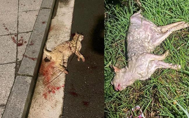 Imágenes de los dos gatos muertos en Alegría-Dulantzi Imágenes de los dos gatos muertos en Alegría-Dulantzi