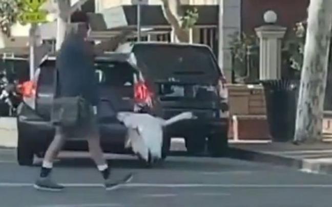 Un hombre pasea a su anatida sujeta con una correa.