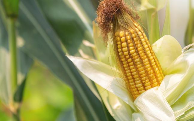 Una mazorca de ma&iacute;z.