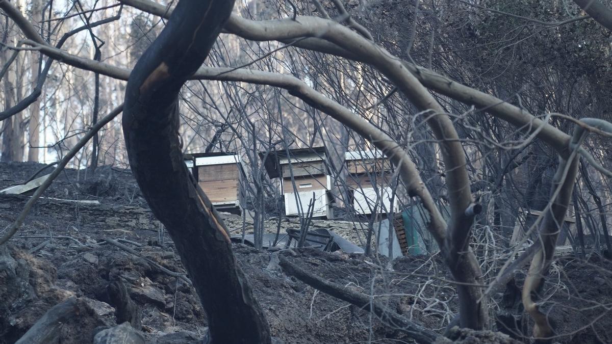 Vista de varias colmenas que resultaron calcinadas en el incendio forestal ocurrido el pasado fin de semana en Enkarterri