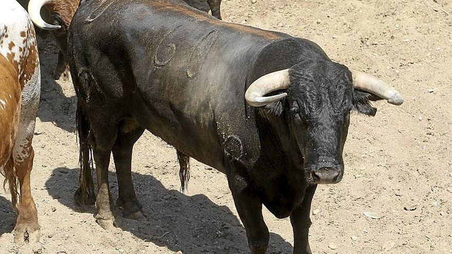 Nº 60. ‘honduro’. Negro mulato chorreado bragado meano lunar pecho. Nacimiento: Marzo/2018. Guarismo: 8. Cuatreño.