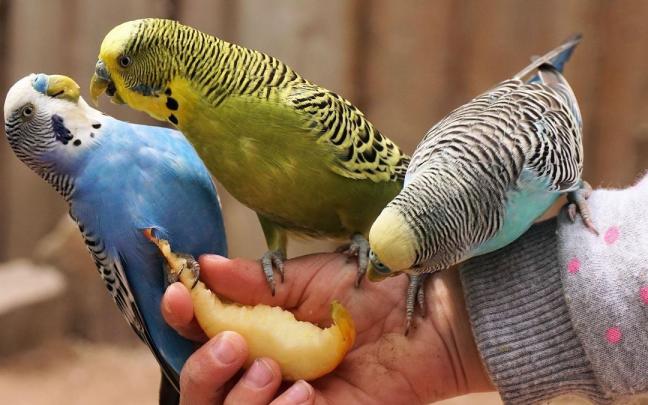 Los periquitos necesitan compañía para poder desarrollarse y esto los hace muy populares.