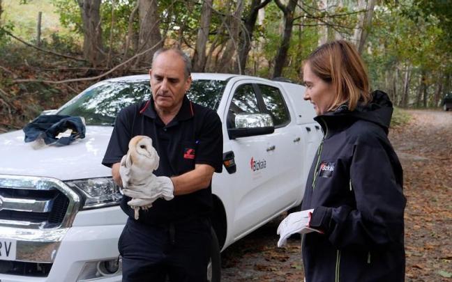 Se han soltado tres lechuzas comunes en el entorno de Artxanda.