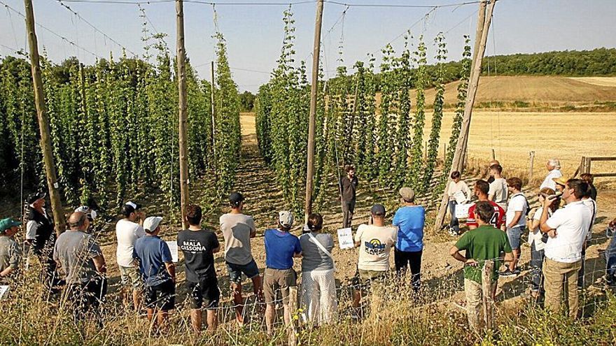 Visita a una finca de lúpulo.