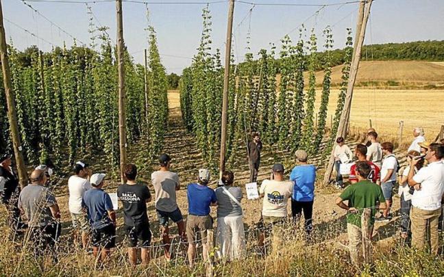Visita a una finca de lúpulo. Visita a una finca de lúpulo.