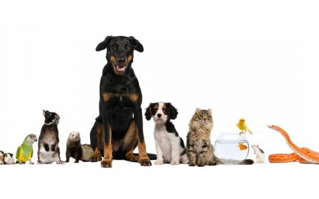 Las mascotas han acompa&ntilde;ado a las familias durante mucho tiempo.